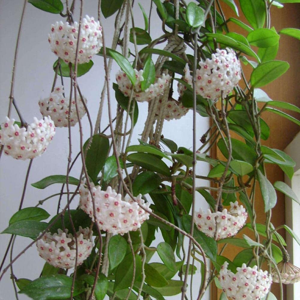 Rare (sphere orchid flower Orchidaceae spp.) for planting in garden